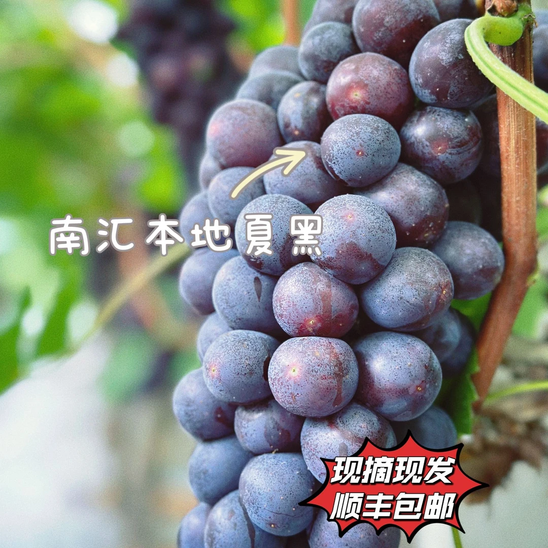 【果岛蔬】上海南汇夏黑葡萄现摘现发（江浙沪皖包邮次日达）