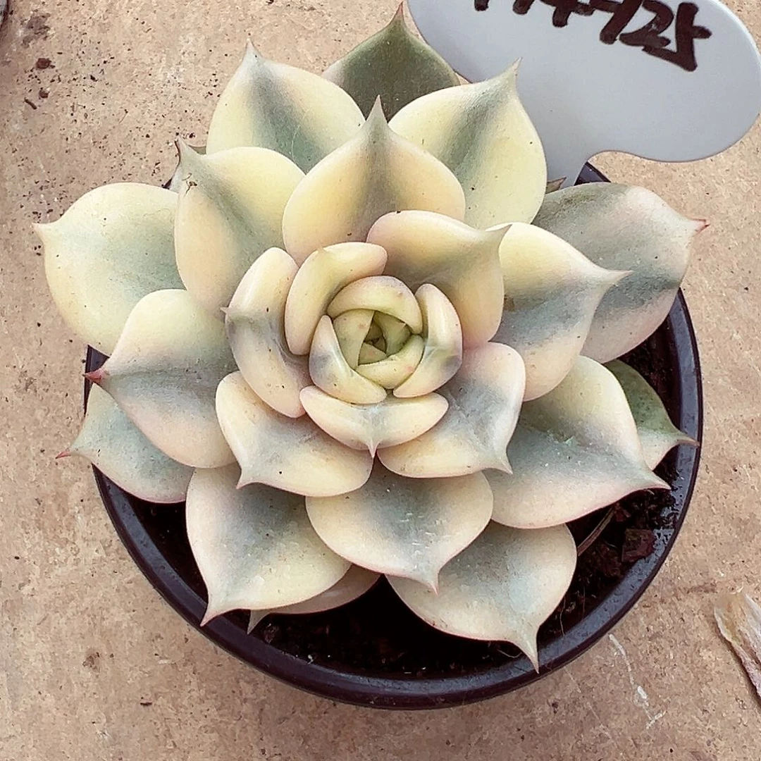 0914-125贝加尔湖锦