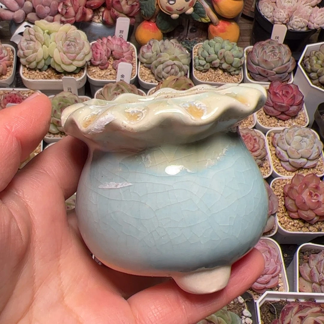 s****y672 多肉植物組合盆栽