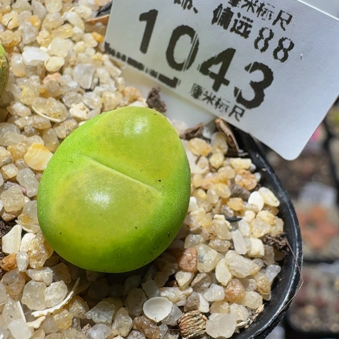 zzzzz精品生石花1043