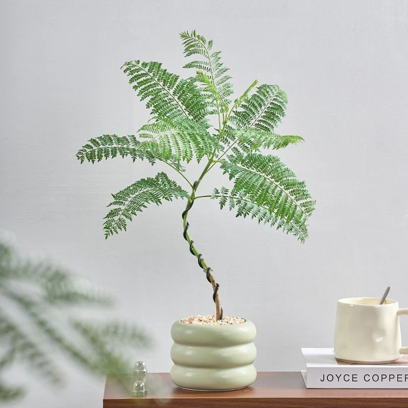 【花伴水】飘枝蓝花楹盆栽植物办公室办公桌植物