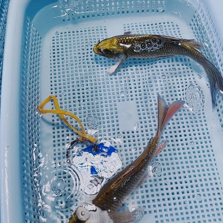 海水鱼锦鲤观赏鱼16