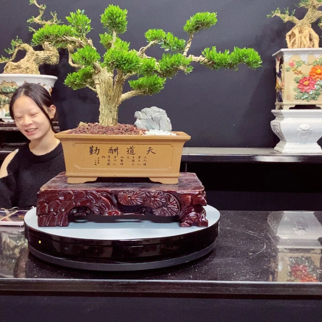 无花朵黄杨盆景园林