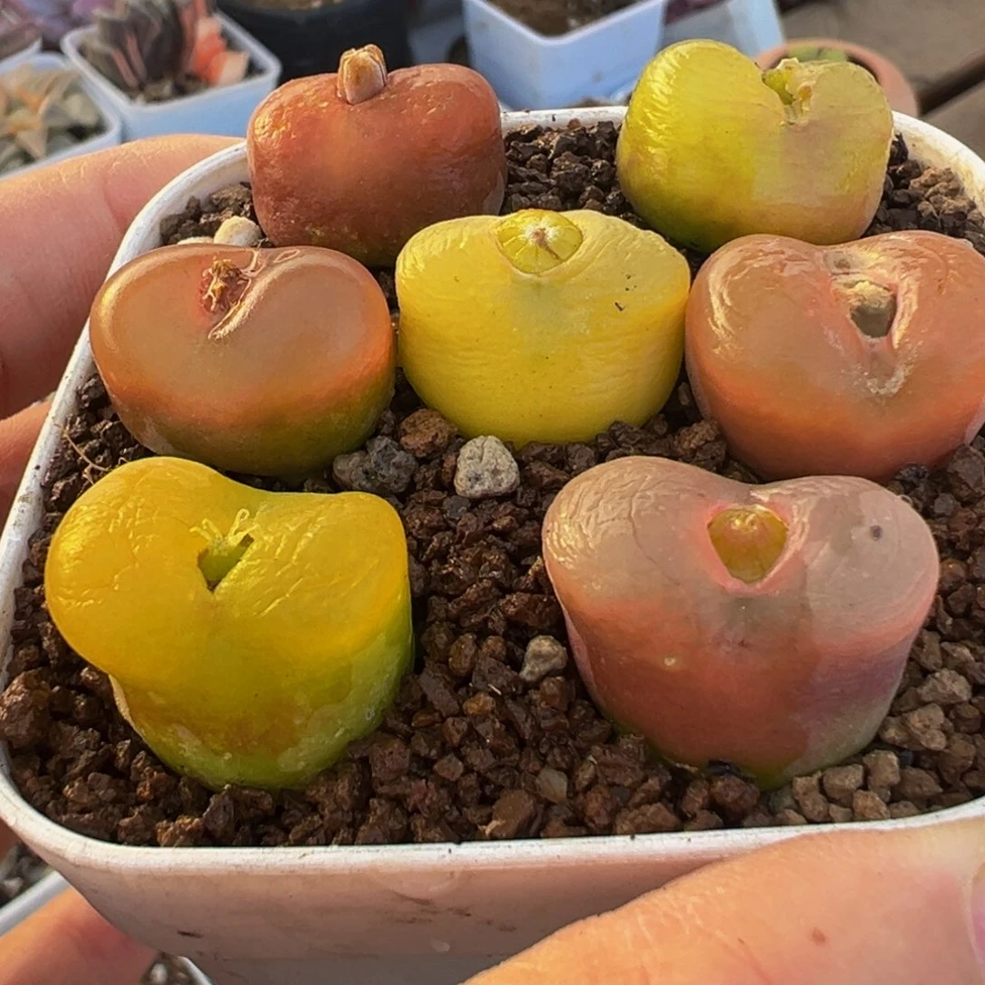 编号母本毛桃多肉植物