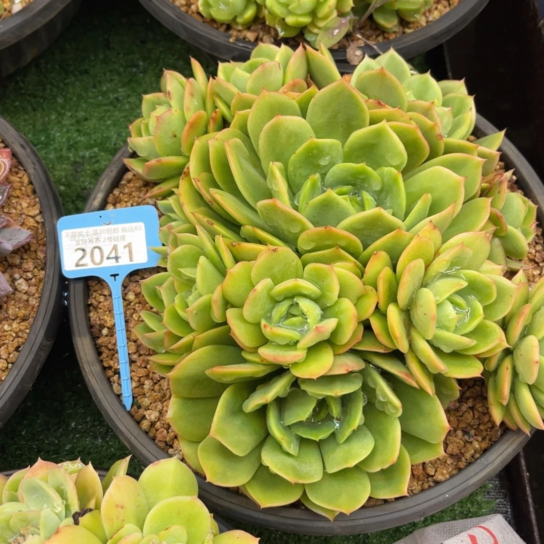 2041一个绿底的透色杂