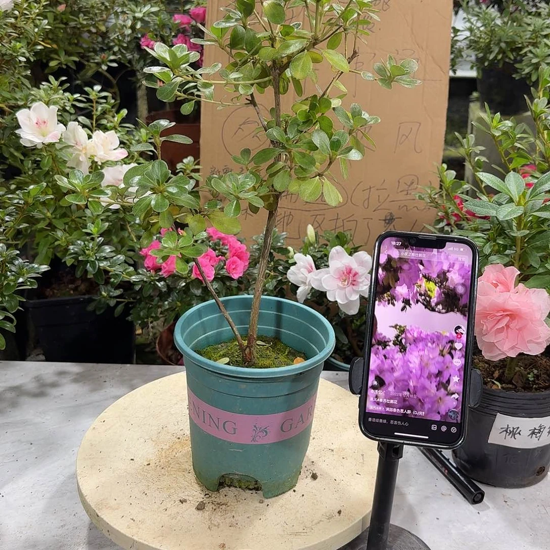全部花苞熏风杜鹃花