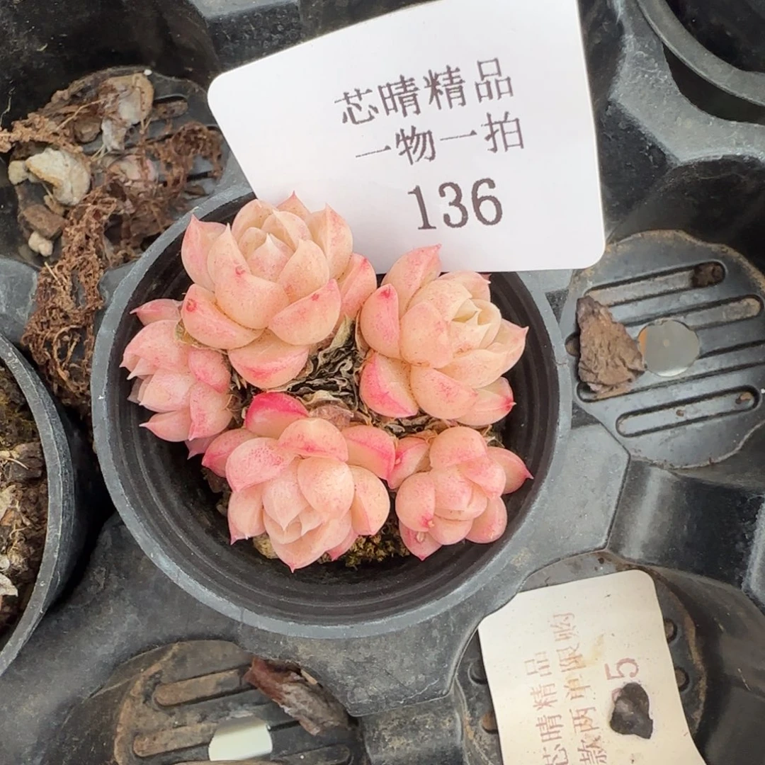 夏*闪购精品多肉136号