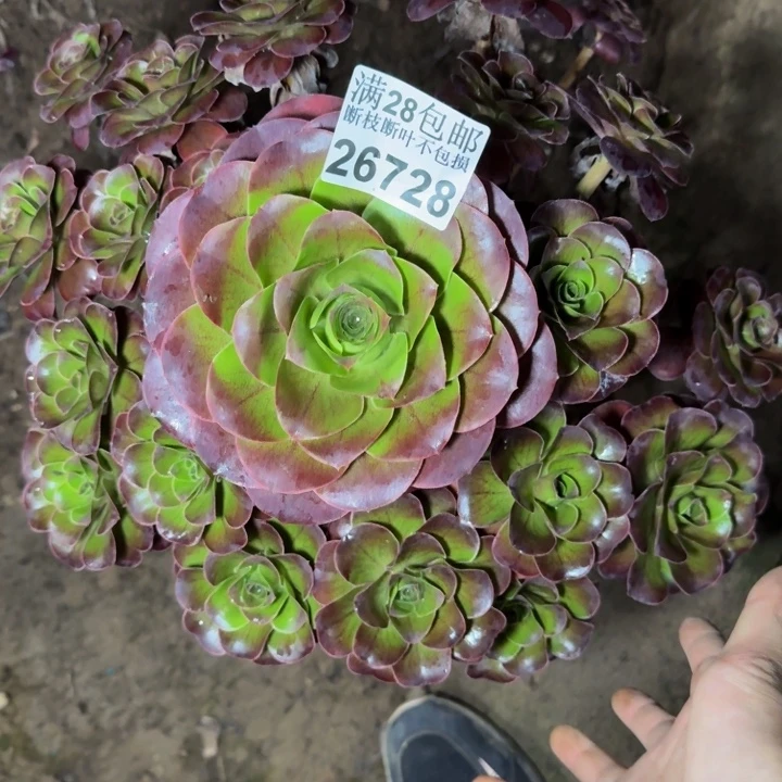26728南魅金多肉植物