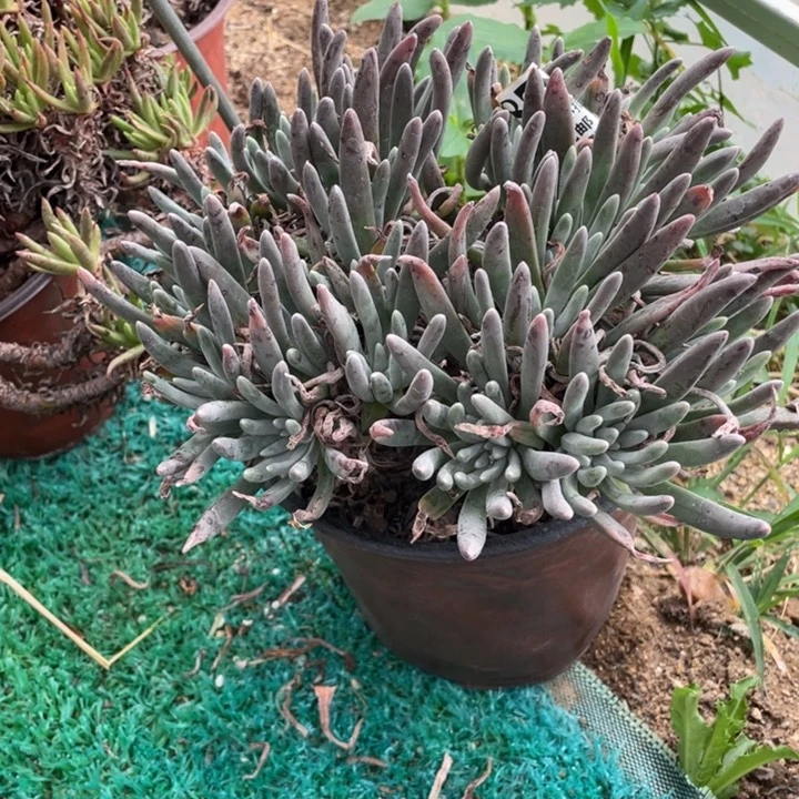 878号银光闪多肉植物