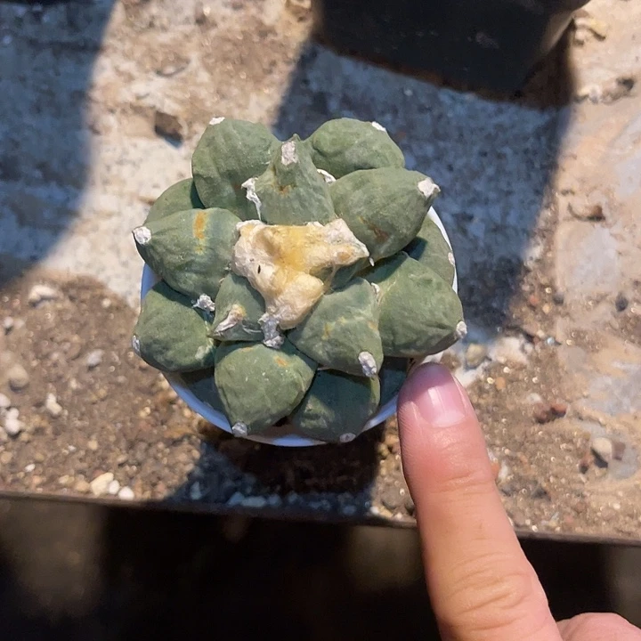 无花朵连山牡丹一物一拍