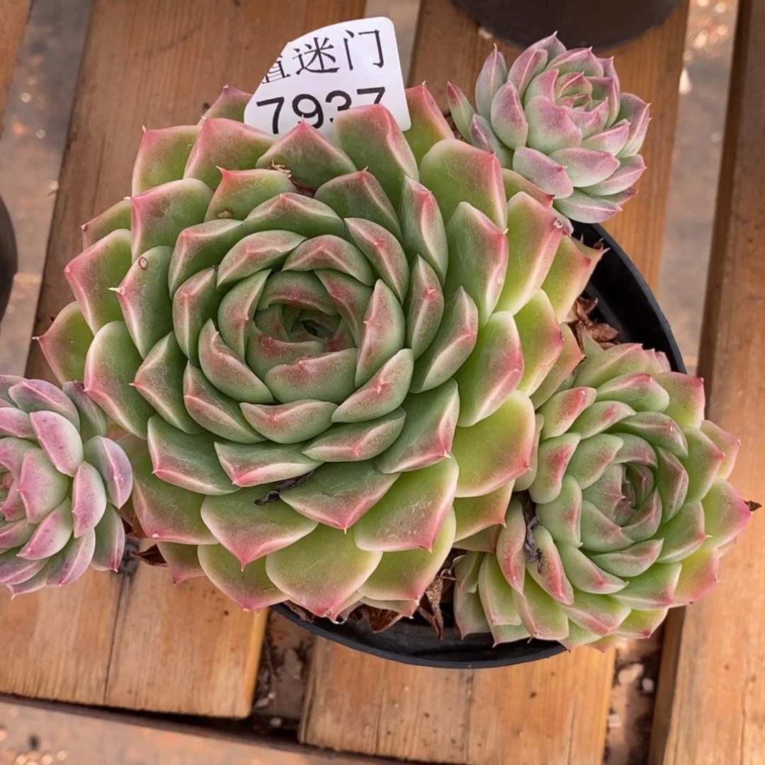 夏****杂交精品多肉7937~12厘米