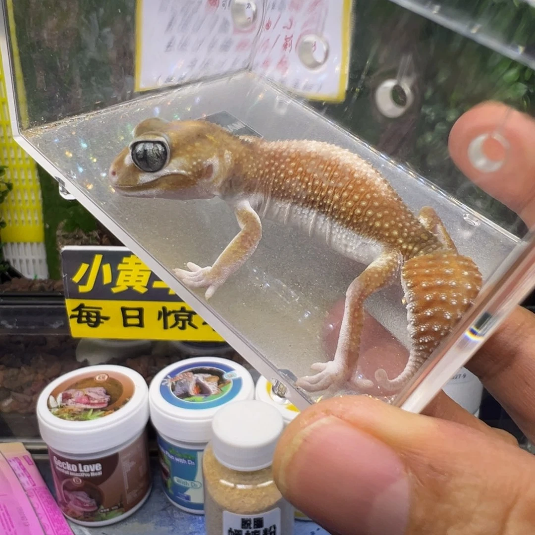 瘤尾守宫高白无纹弟弟成体