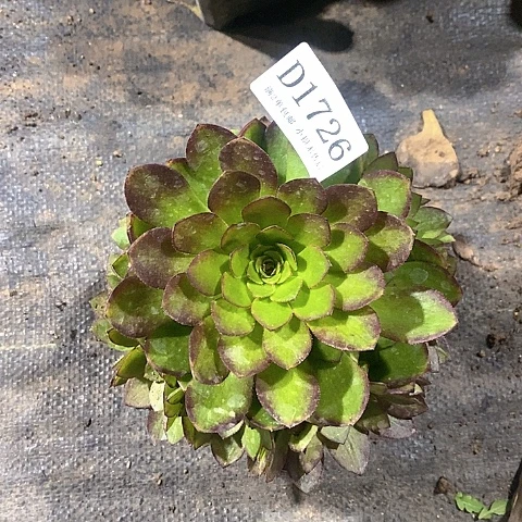 1726小叶红玫瑰多肉法师