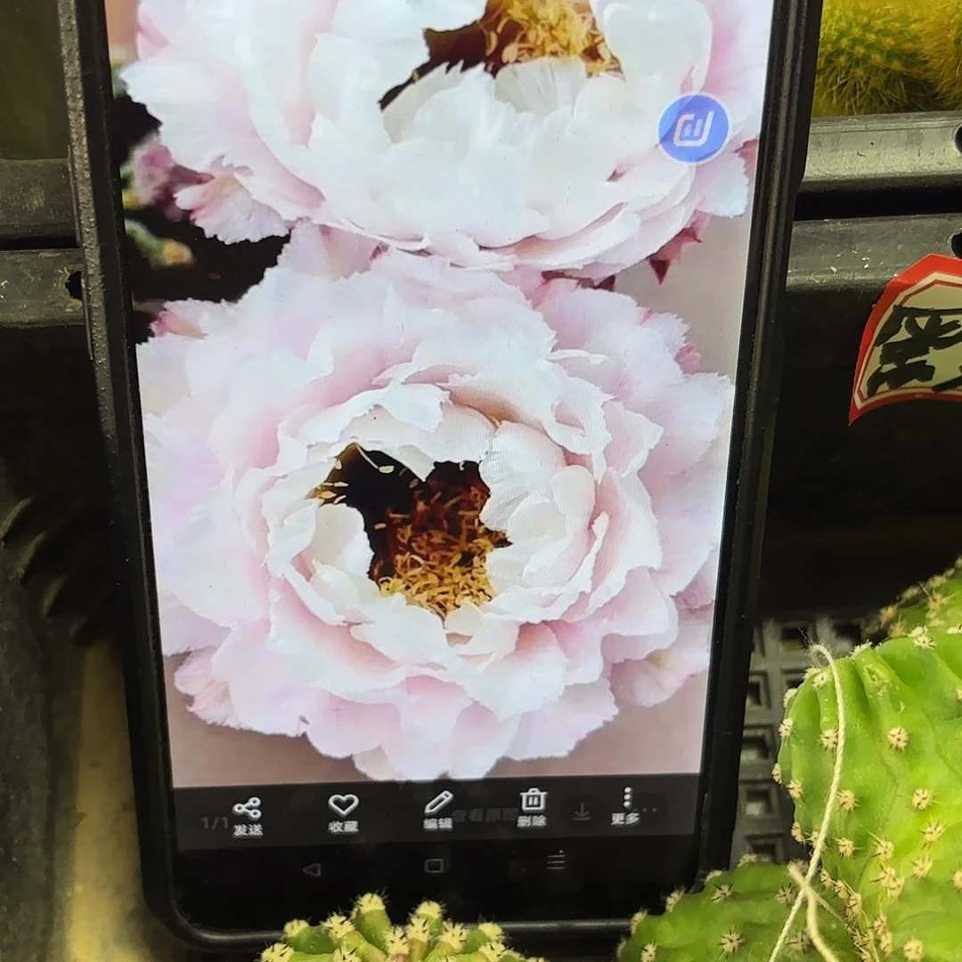 黑美人彩侧牙20包邮5