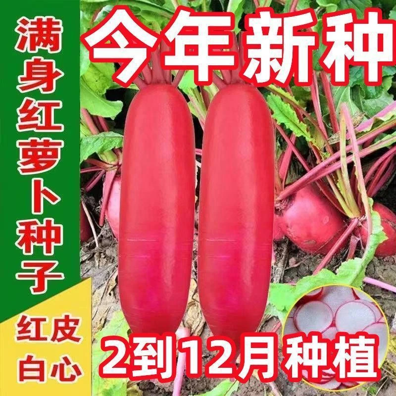 【全店满5包包邮】四季红皮水萝卜种籽  老不糠501