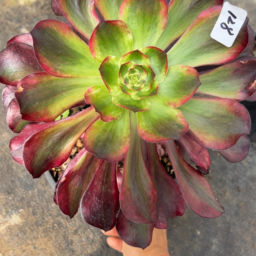 128巫毒白多肉多肉多肉糯柔