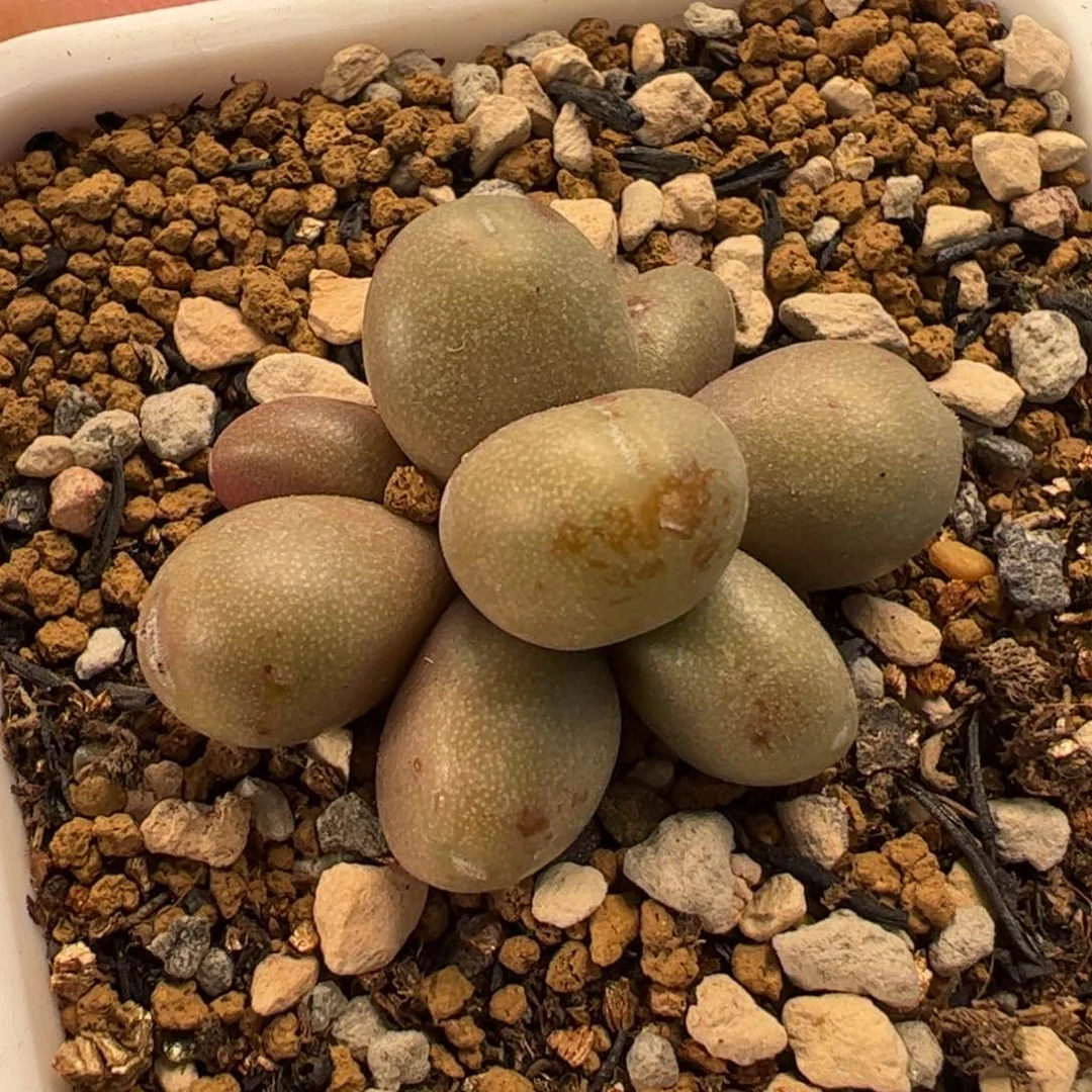 455多肉植物百科