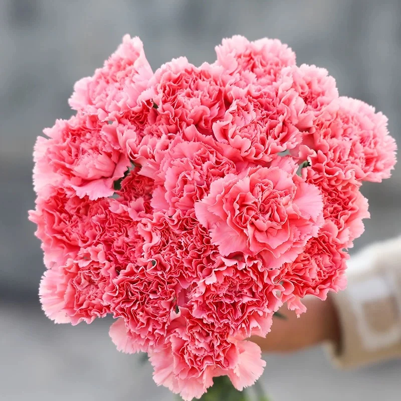 粉钻单头康乃馨水培云南鲜花基地直发