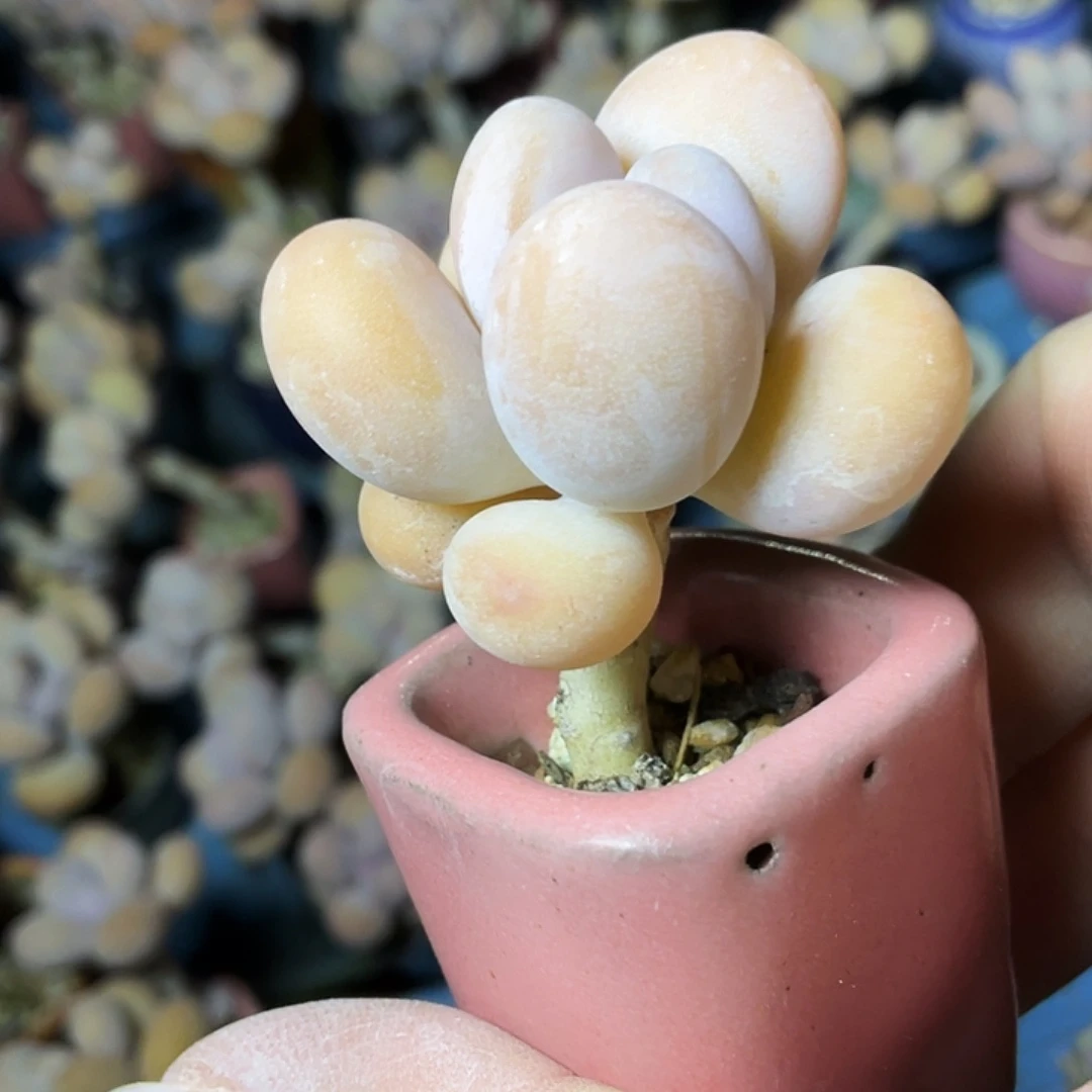 肖***×多肉植物的生长发育和生长发育