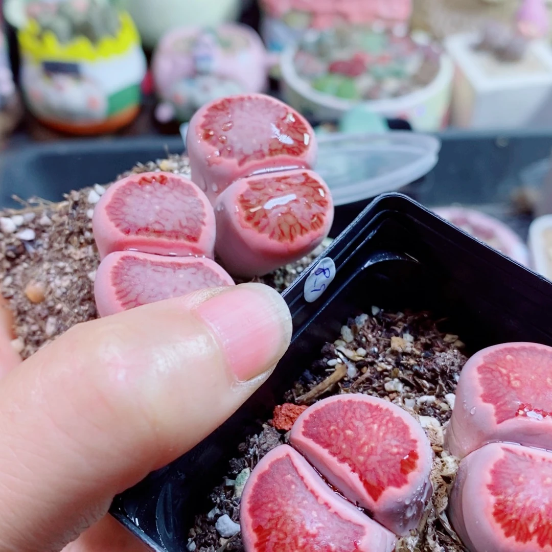 *****生石花花花花花花花519