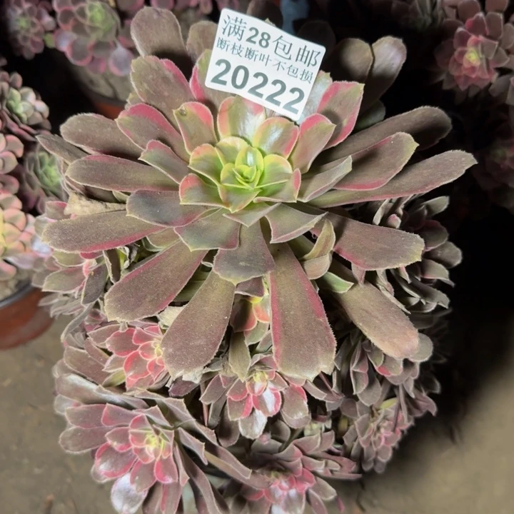 20222蒙娜丽莎多肉植物