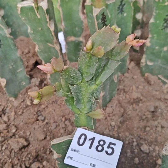 敏***5011嫁接零度之上包邮185