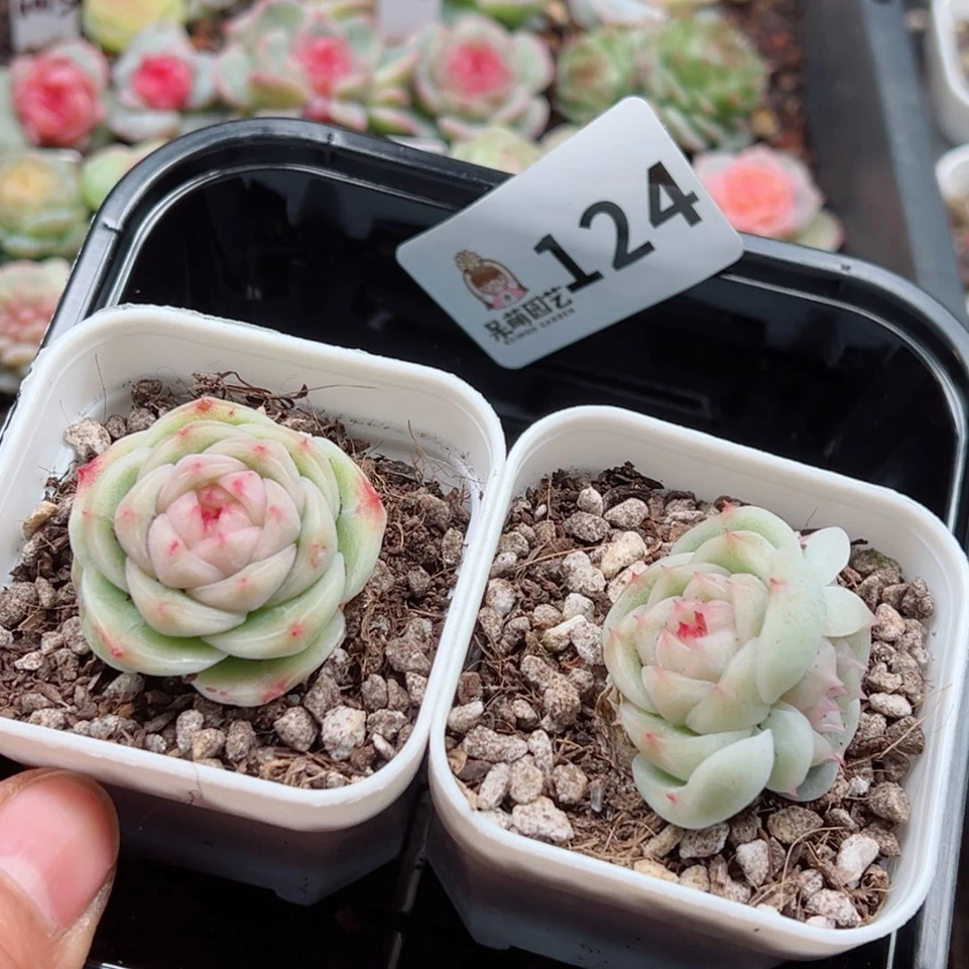 多肉植物多肉植物