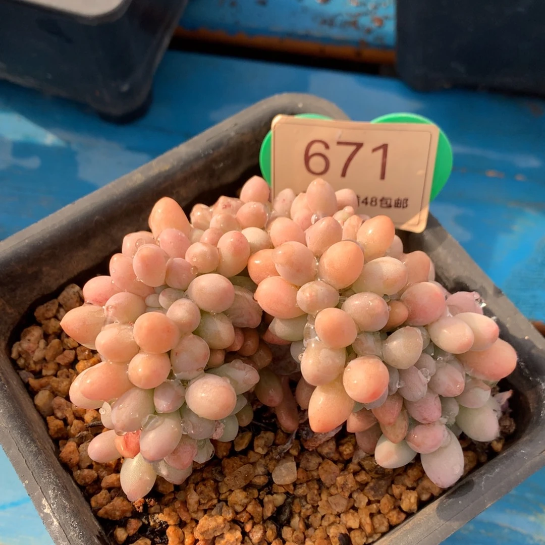 汤圆缀化开播福利671