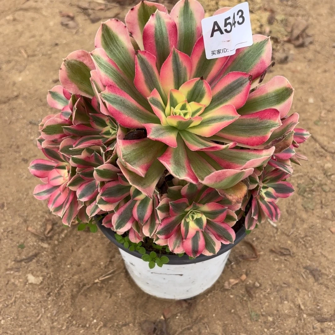 粉女巫断枝不包543