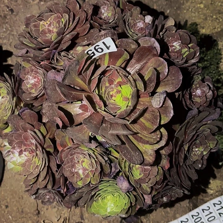 195花花公子多肉植物