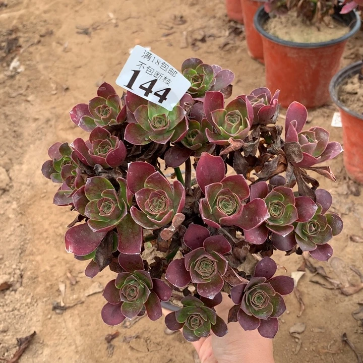 144魅金玫瑰绣球2号