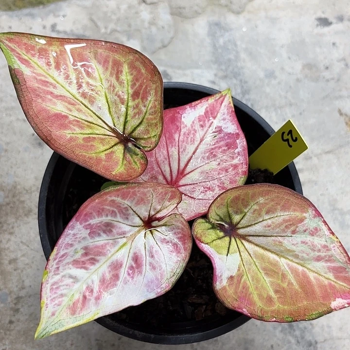 23-0701彩叶芋福利现货