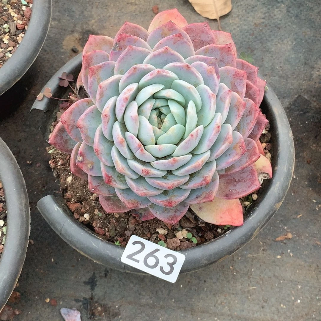 263 一物一拍多肉