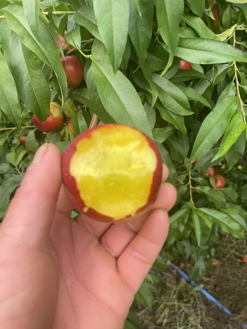 正宗秭归头茬黄心油桃脆甜多汁现摘现发新鲜应季水果