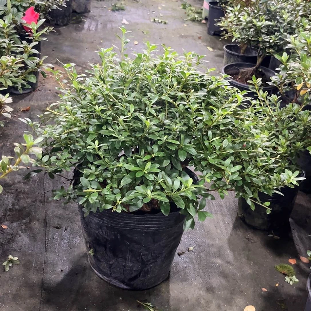 皋月杜鹃花山之光