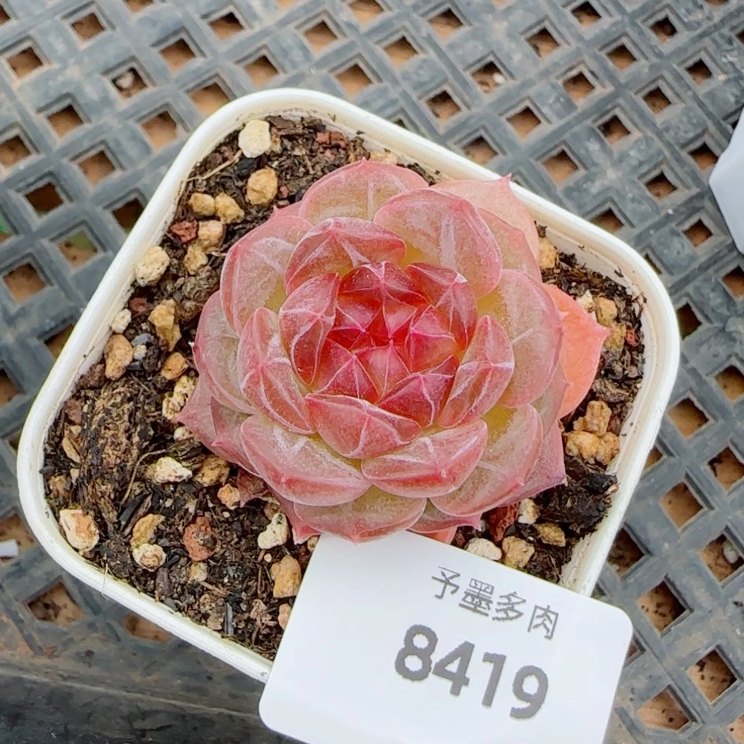 孤品福利，8419多肉植物