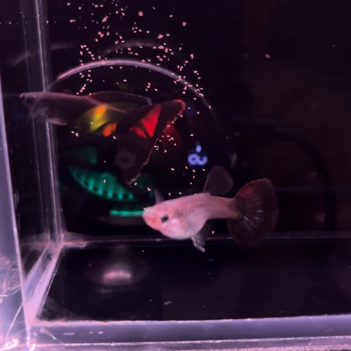 孔雀鱼莫斯科红尾1对