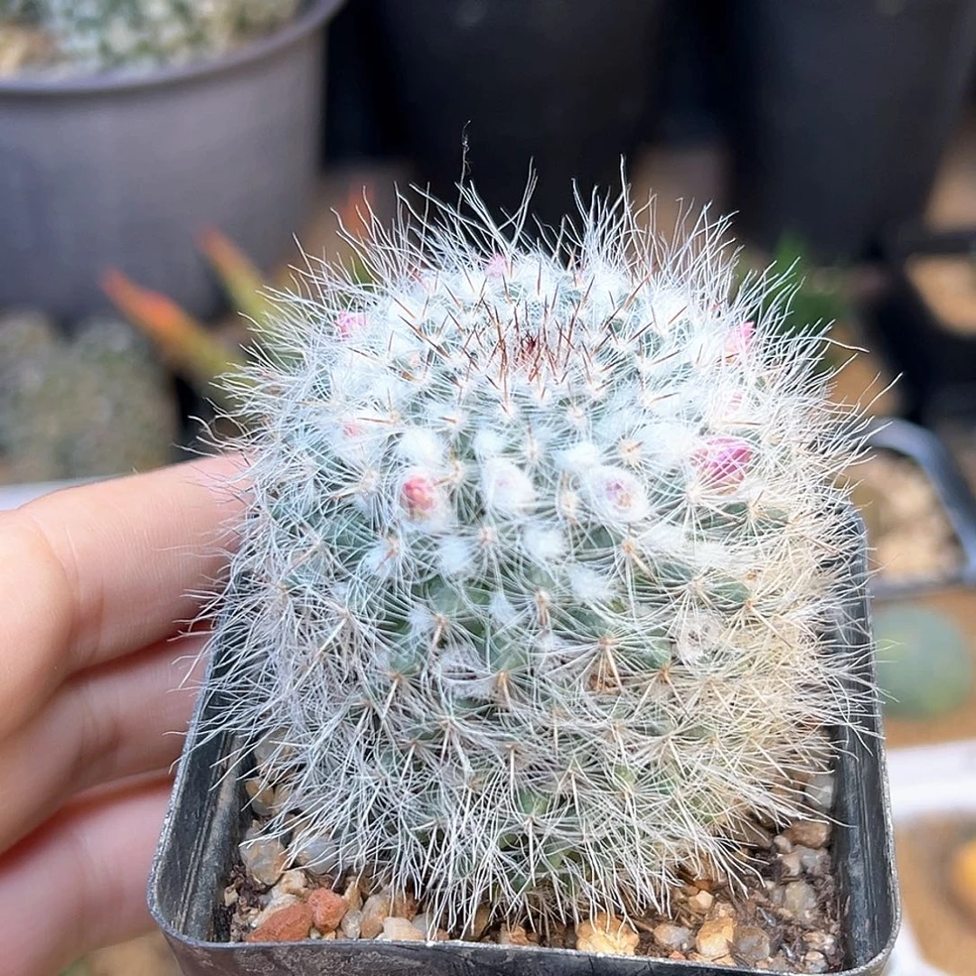 浓毛乳突实生球一颗