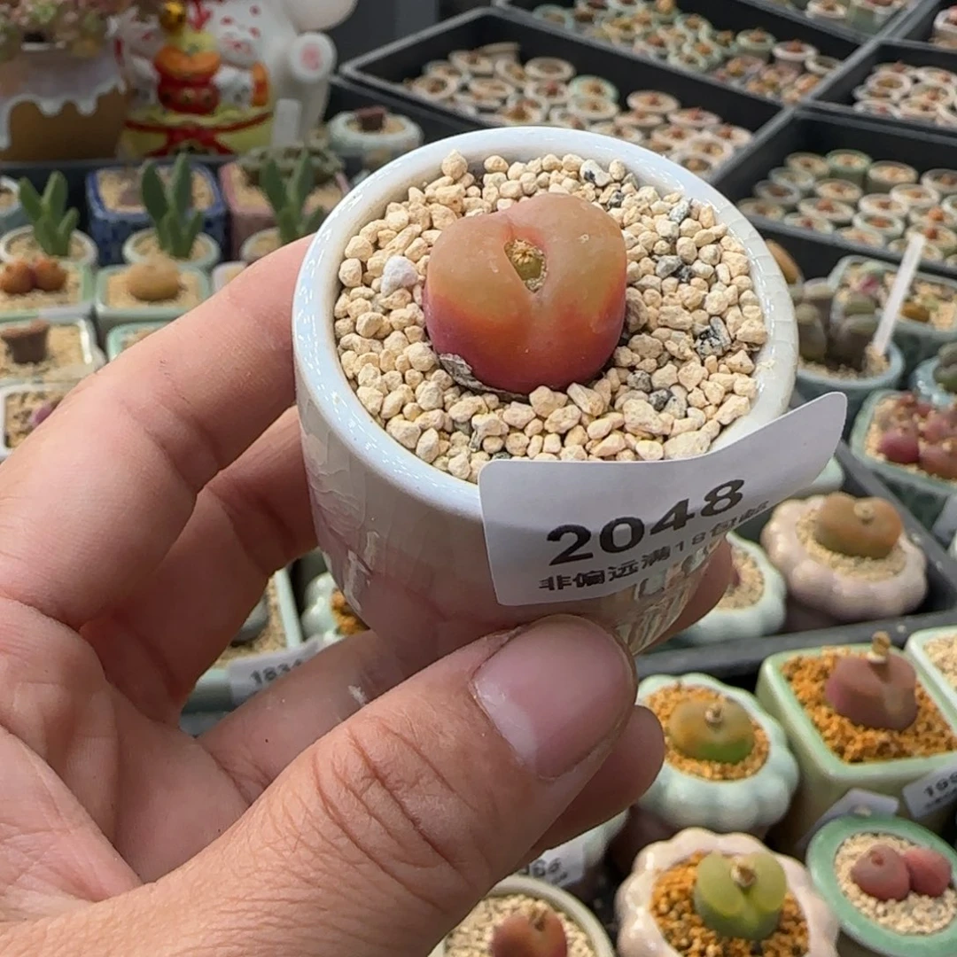 2048 -一物一拍 带盆