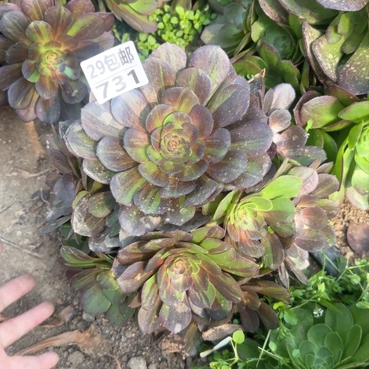 花月夜，多肉植物……