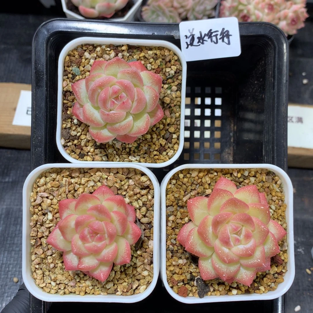 逆***然懒羊羊精品一物一拍