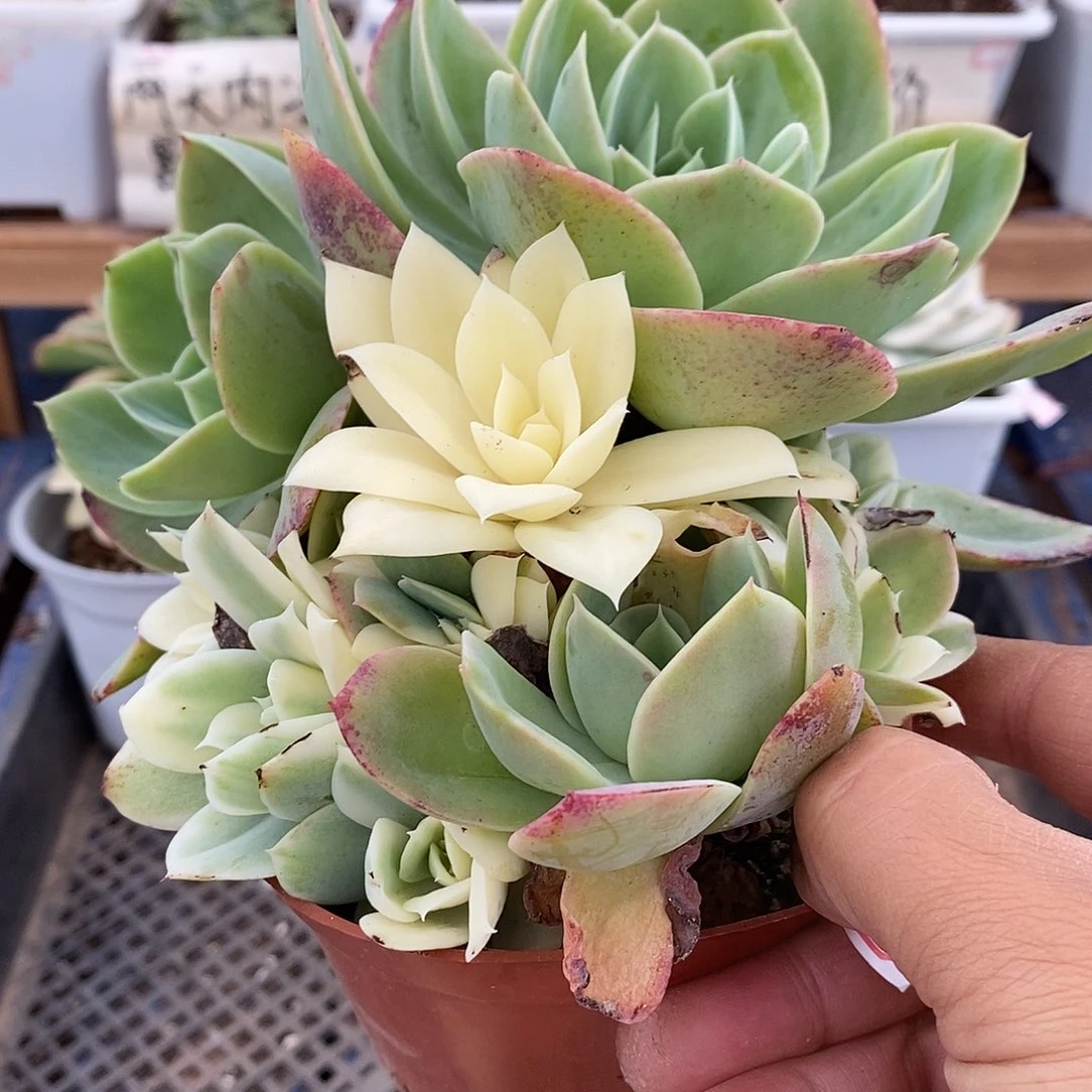 26225 小白龙锦群有砍