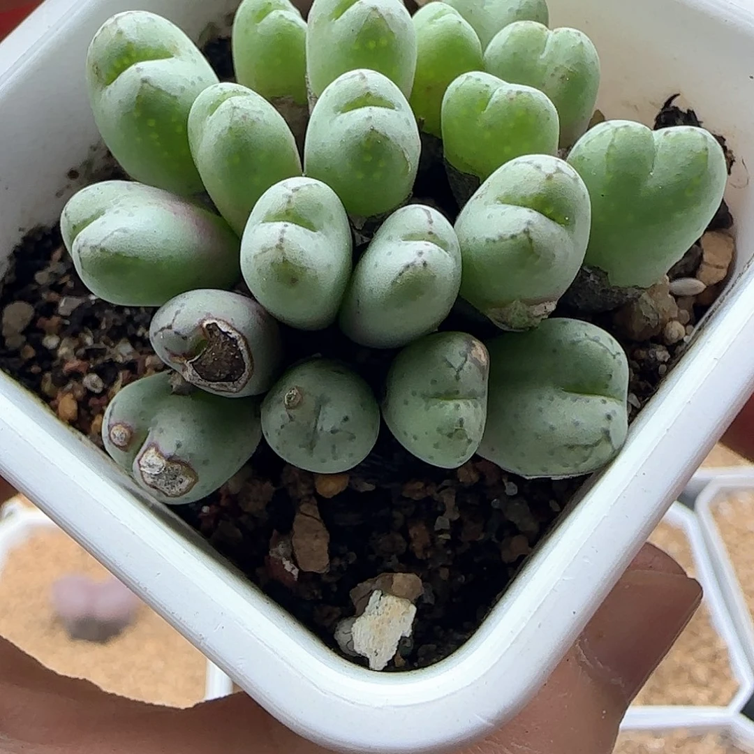 又***開疯狂甩卖开始啦43069