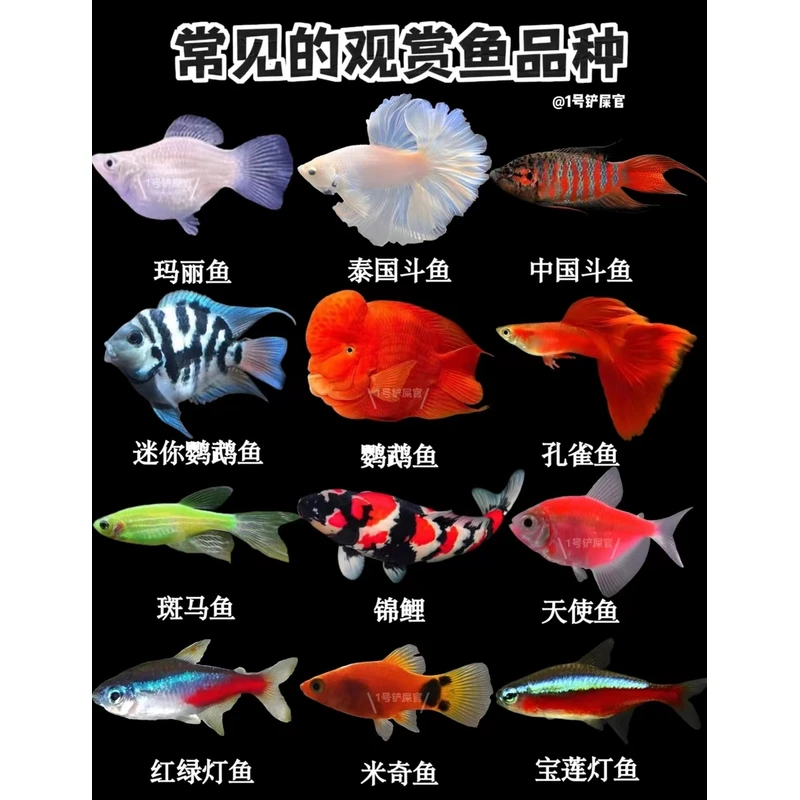 【超好养小鱼】观赏鱼淡水鱼好养皮实宠物鱼小孩宠物冷水鱼
