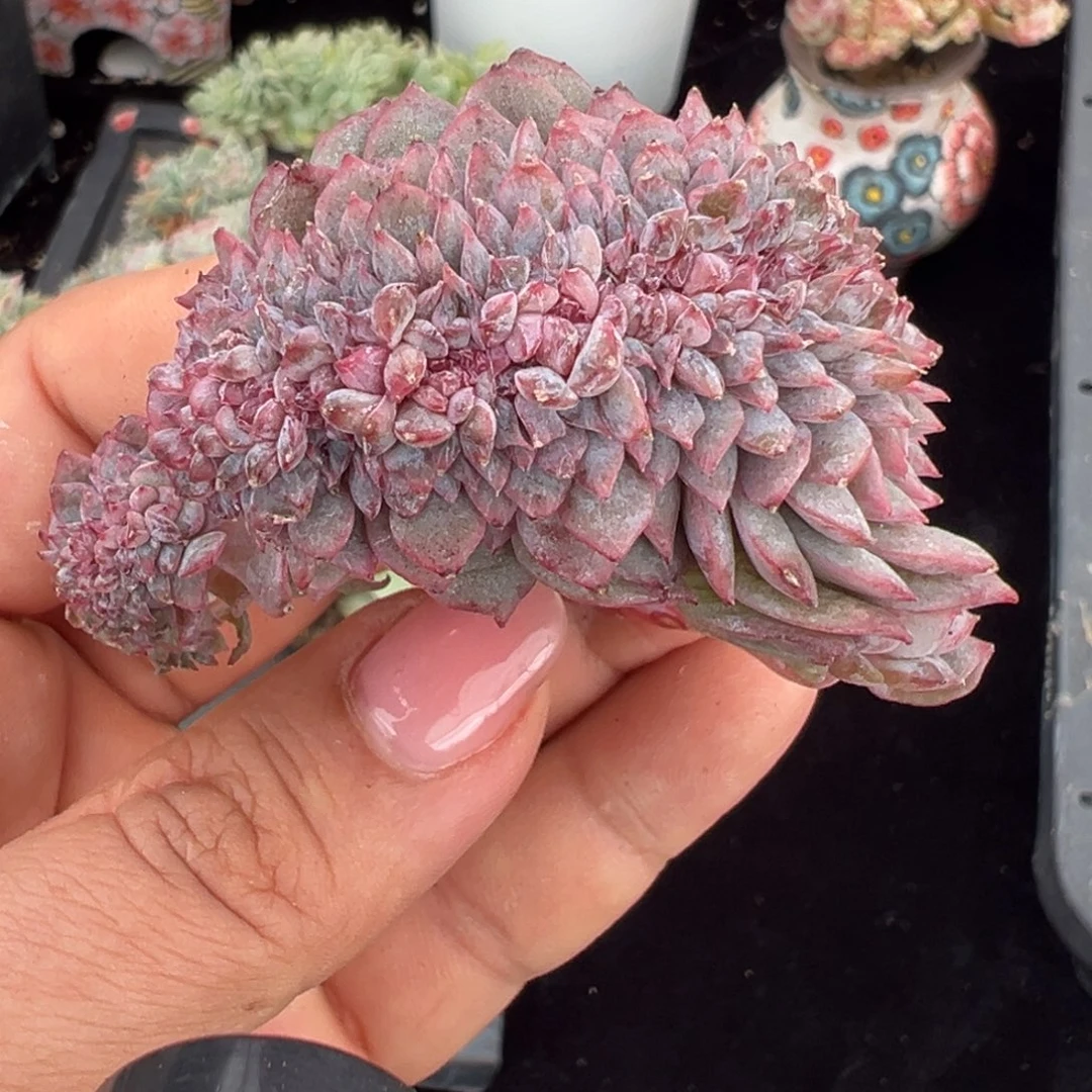 新年快乐 新年快乐