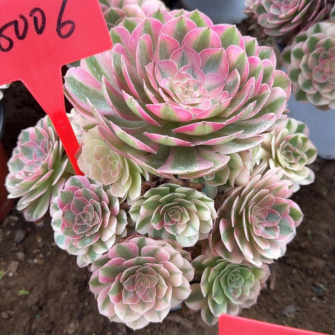 3-8006倾城多肉法师