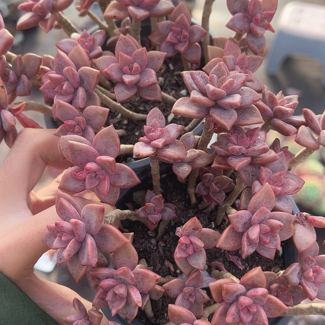 姬胧月散装带盆土精品特价二盆