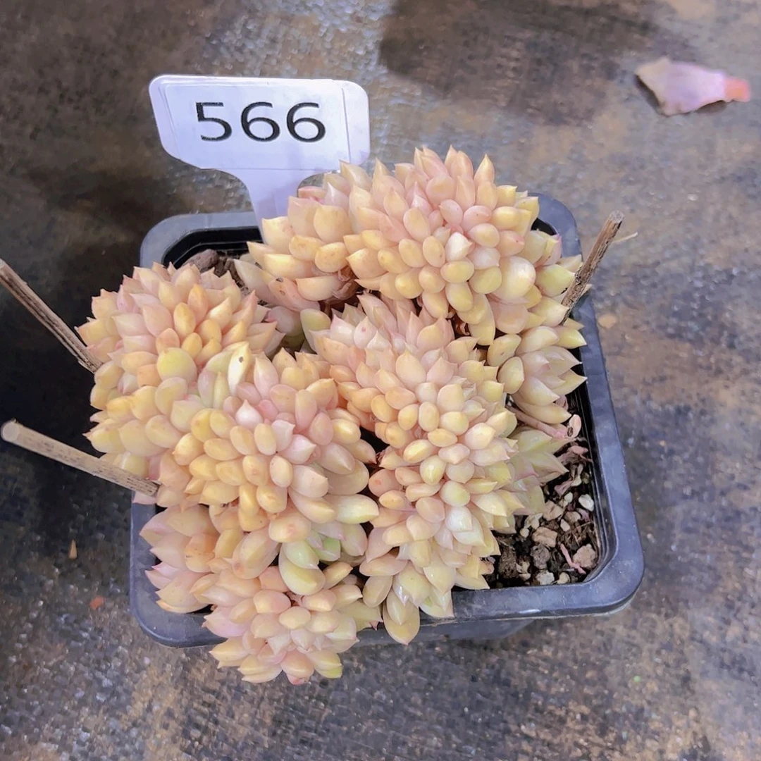 叶****叶566璀璨缀68元元元