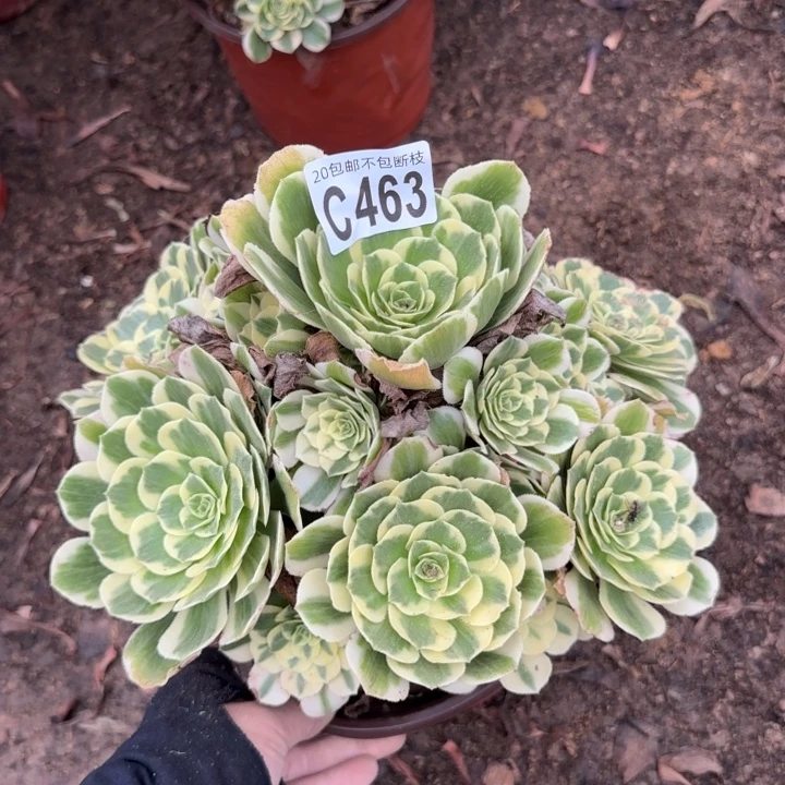 迈巴赫……多肉植物……
