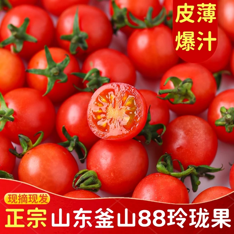 正宗山东釜山88圣女果新鲜玲珑过小番茄西红柿